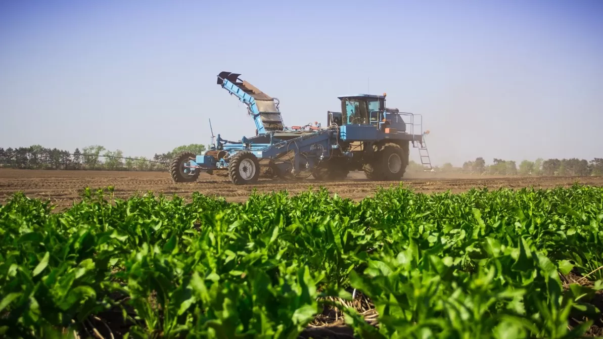 Horseradish Harvesting